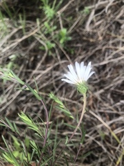 Symphyotrichum moranense