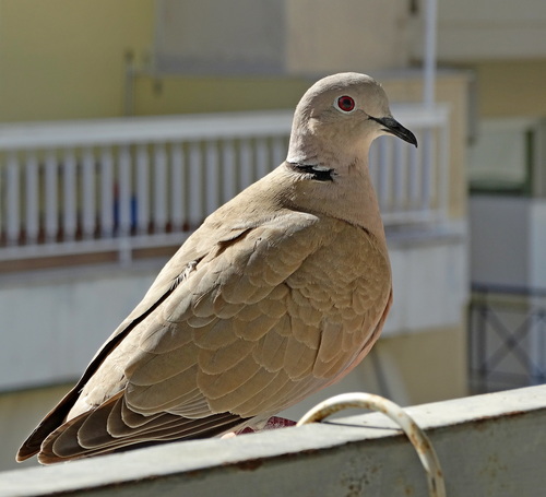 Tórtola turca (Streptopelia decaocto)