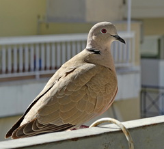 Streptopelia decaocto