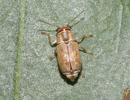 iNaturalist observation photo of Scriptured Leaf Beetles
