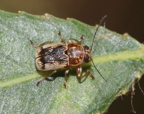 iNaturalist observation photo of Scriptured Leaf Beetles
