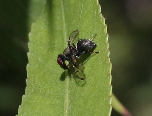 iNaturalist observation photo of Boatman Fly