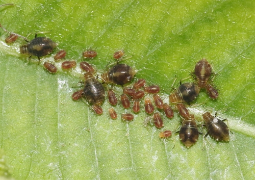 iNaturalist observation photo of Chaitophorus