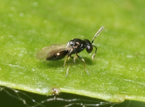iNaturalist observation photo of Chalcidoid Wasps