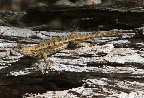iNaturalist observation photo of Western Fence Lizard