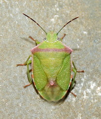 Thyanta custator custator