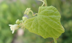 Zehneria scabra