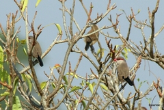 Estrilda troglodytes