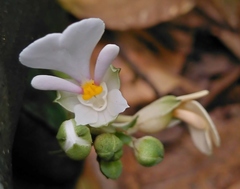 Calanthe alismifolia