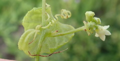 Zehneria scabra