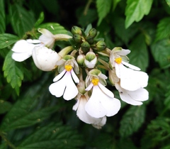 Calanthe alismifolia