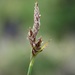 Carex inops - Photo (c) Barbara L. Wilson, algunos derechos reservados (CC BY-NC), subido por Barbara L. Wilson