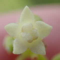 Zehneria scabra