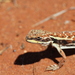 Military Dragon - Photo (c) nolmat, some rights reserved (CC BY-NC), uploaded by nolmat