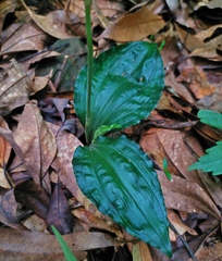 Calanthe alismifolia