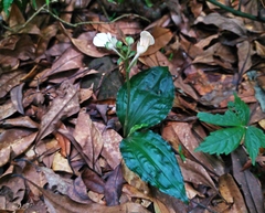 Calanthe alismifolia