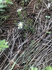 Symphyotrichum moranense