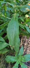 Calomeria amaranthoides