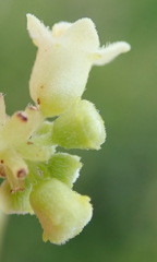 Zehneria scabra