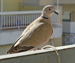 Streptopelia decaocto
