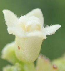 Zehneria scabra