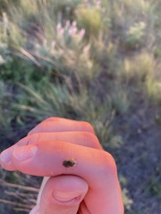 Homaemus aeneifrons