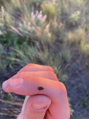 Homaemus aeneifrons