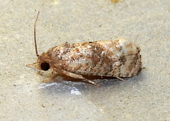 Ecdytolopha mana