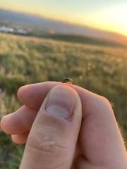 Homaemus aeneifrons