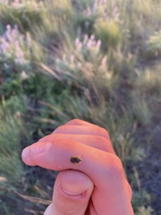 Homaemus aeneifrons