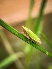 Draeculacephala constricta