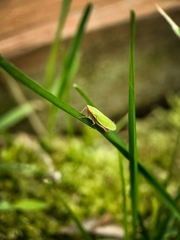 Draeculacephala constricta