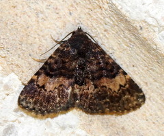 Metalectra diabolica