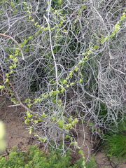 Zehneria scabra