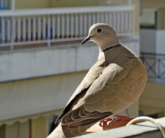 Streptopelia decaocto