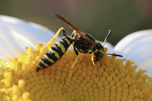 Philanthus crabroniformis photo 4