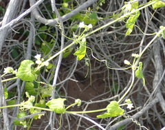 Zehneria scabra