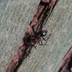 Iridomyrmex rufoniger