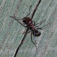 Iridomyrmex rufoniger