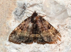 Metalectra diabolica