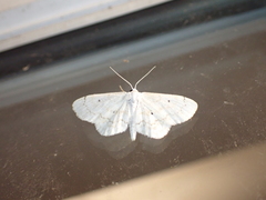 Idaea obfusaria