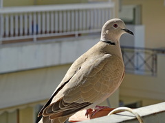 Streptopelia decaocto