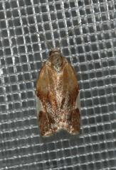 Clepsis persicana
