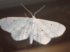 Idaea obfusaria