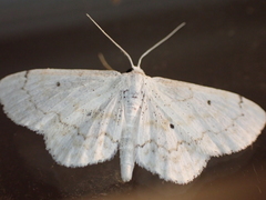 Idaea obfusaria
