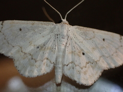 Idaea obfusaria
