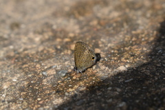 Prosotas nora superdates