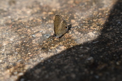 Prosotas nora superdates