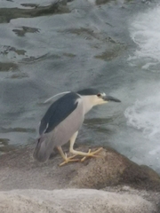 Nycticorax nycticorax