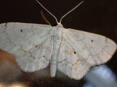 Idaea obfusaria